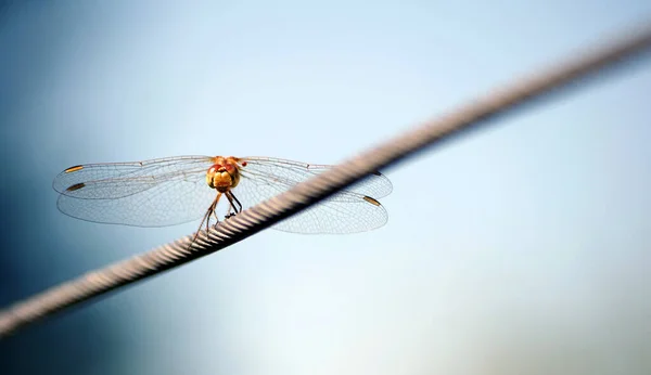 蜻蜓坐在钢丝绳上 复制空间 — 图库照片