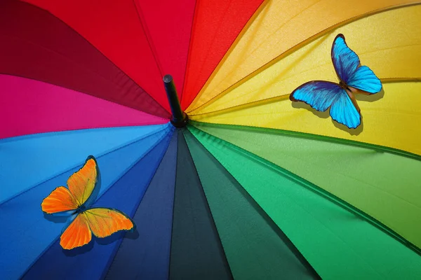 colors of rainbow. multicolored umbrella and bright tropical morpho batterflies close-up. rainbow umbrella