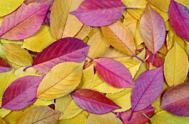 Parlak renkli sonbahar yaprakları. Düşmüş sakura yaprakları arka plan. Renkli kiraz yaprakları. en üstteki görünüm