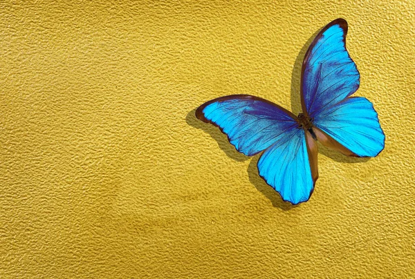 Une Feuille Papier Aquarelle Peinte Avec Peinture Dorée Papillon Morpho — Photo