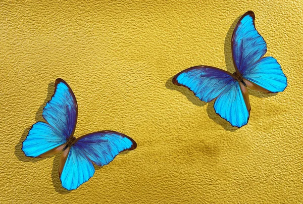 황금색 페인트와 나비로 수채지 — 스톡 사진