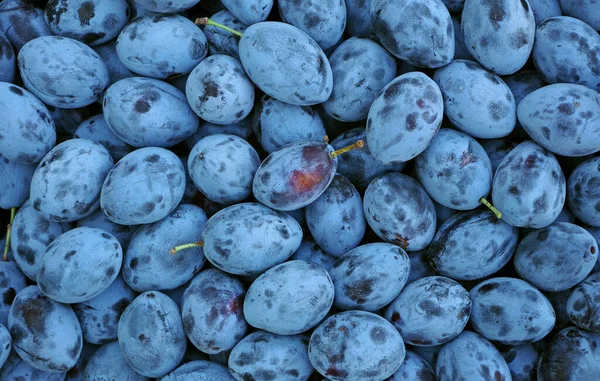 Fond Texture Prune Mûre Cueillette Des Prunes Près Focus Sélectif — Photo