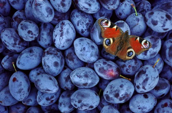 Papillon Rouge Vif Assis Sur Des Prunes Bleues Papillon Boire — Photo