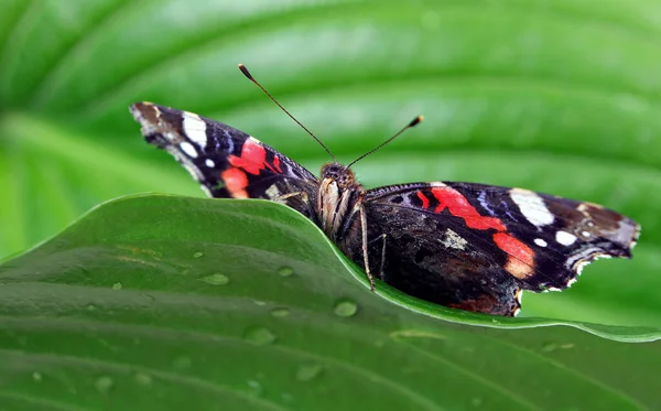 colorful butterfly admiral. butterfly on green tropical leaves. copy space