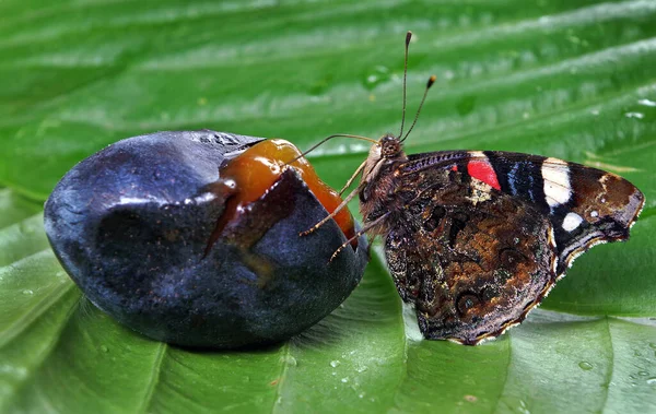 colorful butterfly admiral. butterfly on green tropical leaves. copy space