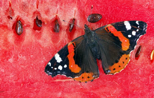 Bunte Schmetterling Admiral Sitzt Auf Einer Roten Reifen Wassermelone Nahaufnahme — Stockfoto