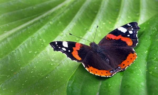 Farbenfroher Schmetterlingsadmiral Schmetterling Auf Grünen Tropischen Blättern Kopierraum — Stockfoto