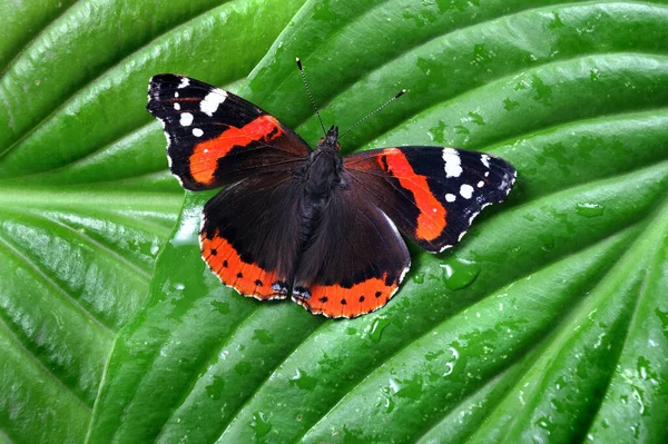 Colorido Almirante Borboleta Borboleta Folhas Tropicais Verdes Espaço Cópia — Fotografia de Stock