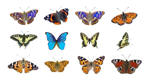 Set Bright Colorful Butterflies Isolated White — Stock Photo, Image