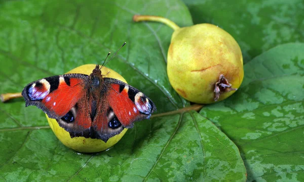 Bunter Schmetterling Der Auf Einer Reifen Gefallenen Birne Sitzt Schmetterlingssaft — Stockfoto