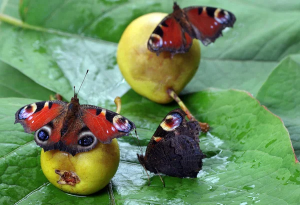 Borboleta Colorida Sentado Uma Pêra Caída Madura Sumo Borboleta Fruta — Fotografia de Stock