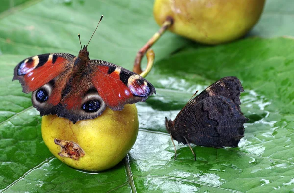 Borboleta Colorida Sentado Uma Pêra Caída Madura Sumo Borboleta Fruta — Fotografia de Stock