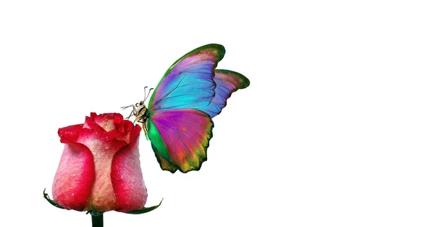 Farfalla Morpho Seduta Una Rosa Isolata Bianco Rose Rosse Una — Foto Stock