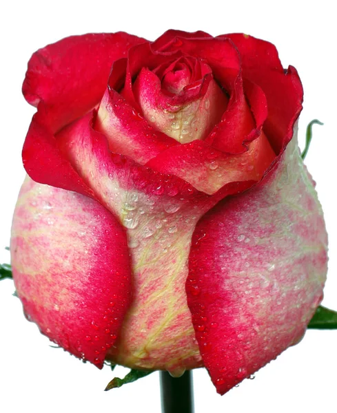 Rose Rouge Bourgeon Dans Les Gouttes Eau Isolé Sur Blanc — Photo