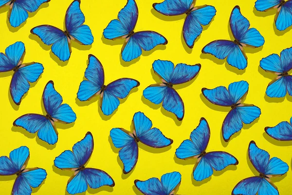 Сині Тропічні Метелики Жовтому Тлі Лист Жовтого Паперу Яскраво Сині — стокове фото