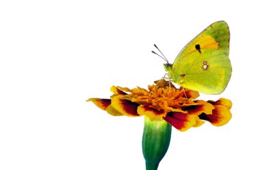 Tagetes çiçeğinin üzerindeki parlak turuncu kelebek beyaz bir çiçekte izole edilmiş.