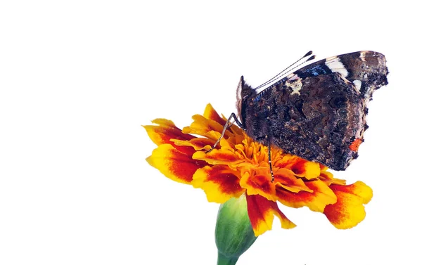 Tagetes Çiçeğinin Üzerindeki Kelebek Beyaz Bir Çiçekte Izole Edilmiş — Stok fotoğraf