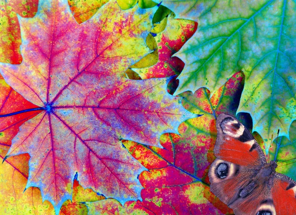 虹の色だ 鮮やかな紅葉と赤い蝶の質感の背景 — ストック写真