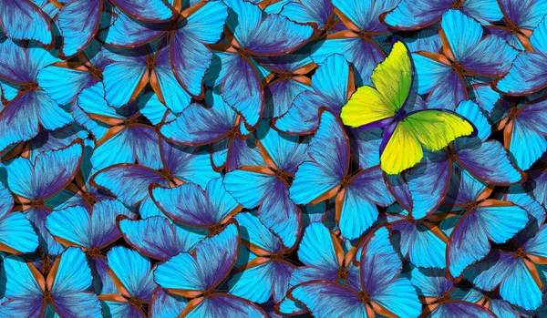 Blaue Abstrakte Textur Hintergrund Schmetterlingsmorpho Flügel Eines Schmetterlings Morpho Flug — Stockfoto