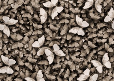 Siyah-beyaz tasarım için soyut kelebek deseni. Uçan kelebeklerin süsü