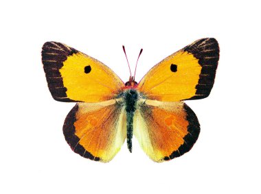 colorful orange butterfly isolated on white. Colias croceus. clipart