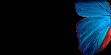                      Kelebek Morpho 'nun kanatları. Morpho kelebeği. Boşlukları kopyala.          