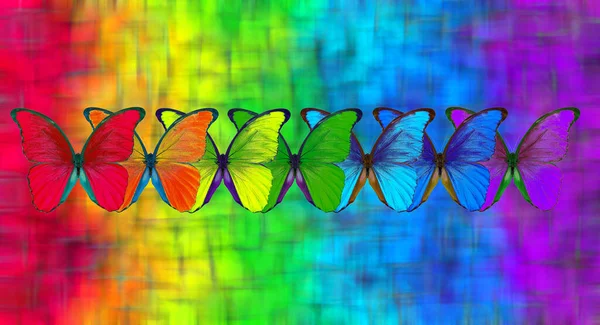 Gökkuşağının Renkleri Çok Renkli Morpho Kelebeklerinin Deseni — Stok fotoğraf