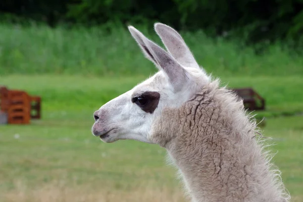 Lama Prado Lama Graciosa Campo Lama Quinta Espaço Cópia — Fotografia de Stock