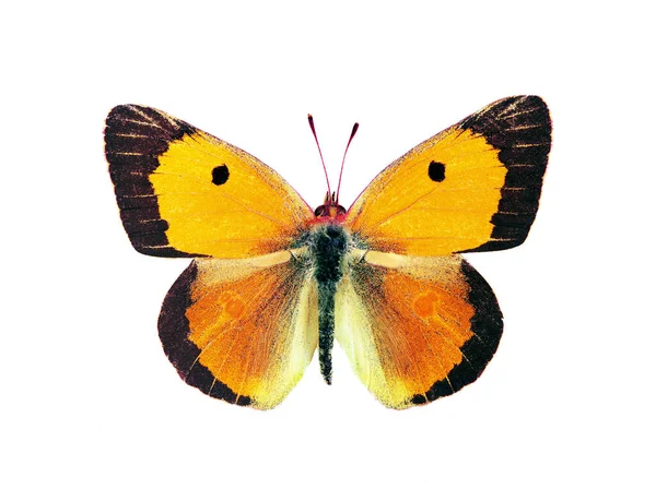 Bunte Orange Schmetterling Isoliert Auf Weiß Krokodile — Stockfoto