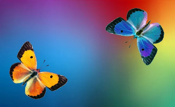 Colores Del Arco Iris Mariposas Multicolores Colores Sobre Fondo Borroso — Foto de Stock