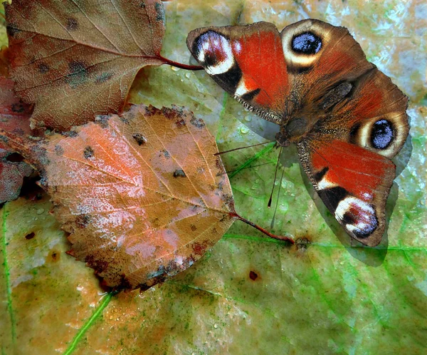 Outono Folhas Caídas Borboleta Vermelha Brilhante Outono Fundo — Fotografia de Stock