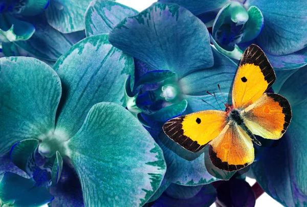 Hermosa Flor Orquídeas Mariposa Naranja Cerca Flores Orquídea Azul Mariposa — Foto de Stock