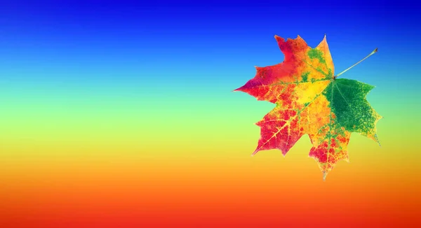 Kolory Tęczy Koncepcja Koloru Naturze Jasny Kolorowy Jesienny Liść Klonu — Zdjęcie stockowe