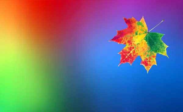 虹の色だ 色の概念です 鮮やかな紅葉の紅葉 コピースペース — ストック写真