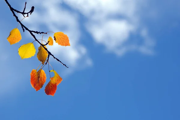 秋天的背景蓝天背景上明亮的五彩缤纷的秋天杨树叶子 — 图库照片