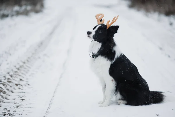 Czarno Biały Pies Graniczny Collie Rogami Jelenia — Zdjęcie stockowe