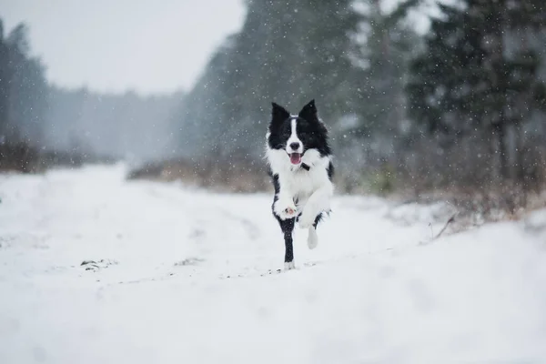 Bieganie Czarno Biały Pies Graniczny Collie Zimie — Zdjęcie stockowe