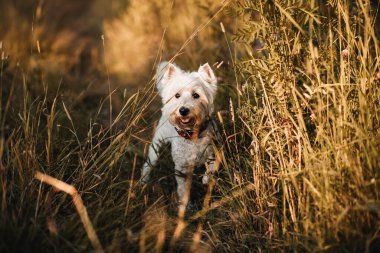 Batı Terrier köpeği ormanda duruyor.