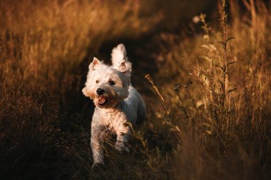 Batı Teriyer köpeği tarlada koşuyor.