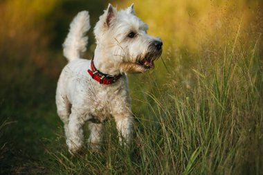 Batı Terrier köpeği ormanda duruyor.