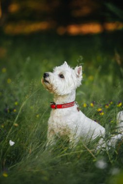 Batı Teriyer köpeği tarlada oturuyor.