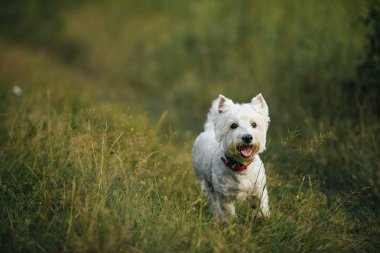 Batı Teriyer köpeği tarlada koşuyor.
