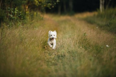 Batı Teriyer köpeği tarlada koşuyor.