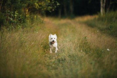 Batı Teriyer köpeği tarlada koşuyor.