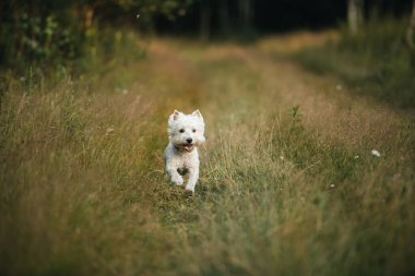 Batı Teriyer köpeği tarlada koşuyor.