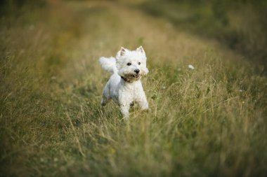 Batı Teriyer köpeği tarlada koşuyor.