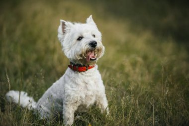 Batı Teriyer köpeği tarlada oturuyor.