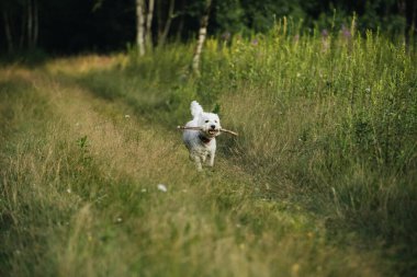 Batı Teriyeri köpeği sahada sopayla koşuyor.