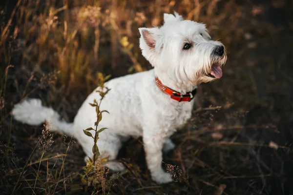 Batı Teriyer Köpeği Tarlada Oturuyor — Stok fotoğraf