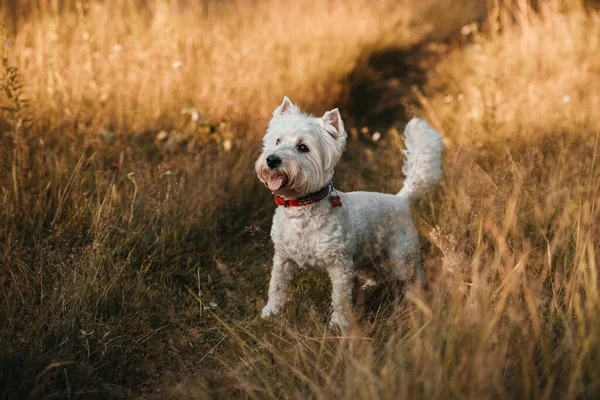 Batı Terrier Köpeği Ormanda Duruyor — Stok fotoğraf